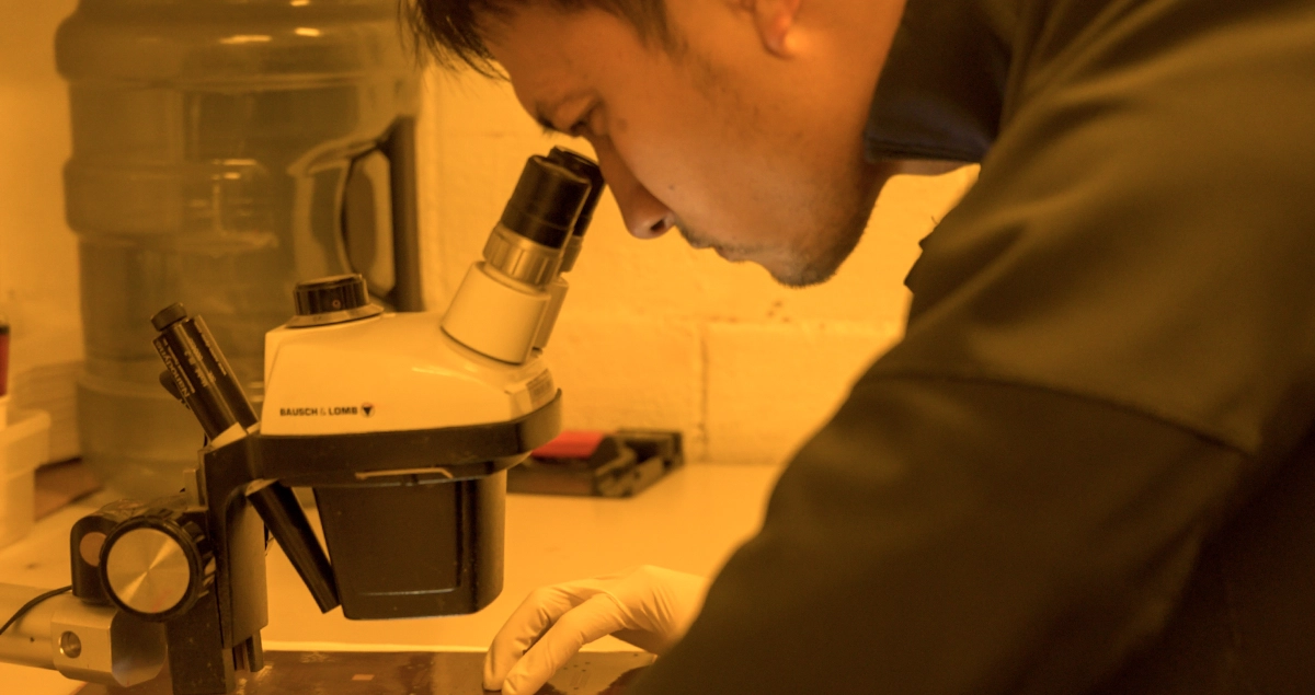 man checking on a microscope